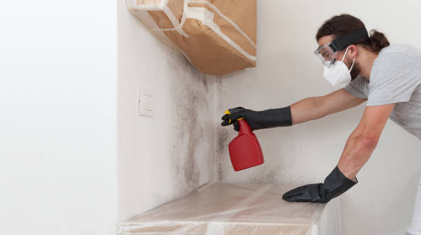 Professional Black Mold Remediation technician working in Mount Sinai, NY