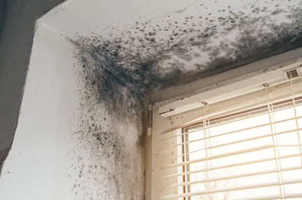 Affordable Black Mold Remediation solutions in Mount Sinai, NY